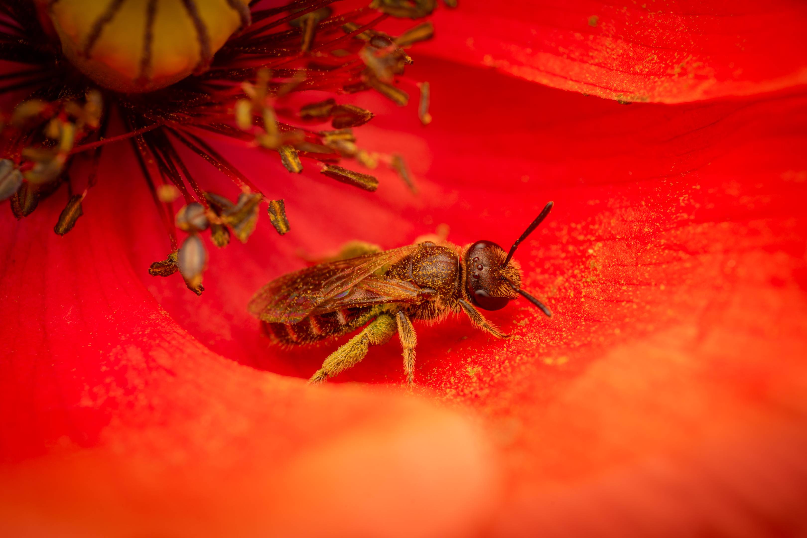 Bronze furrow bee