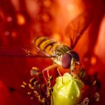 Marmalade Hover Fly