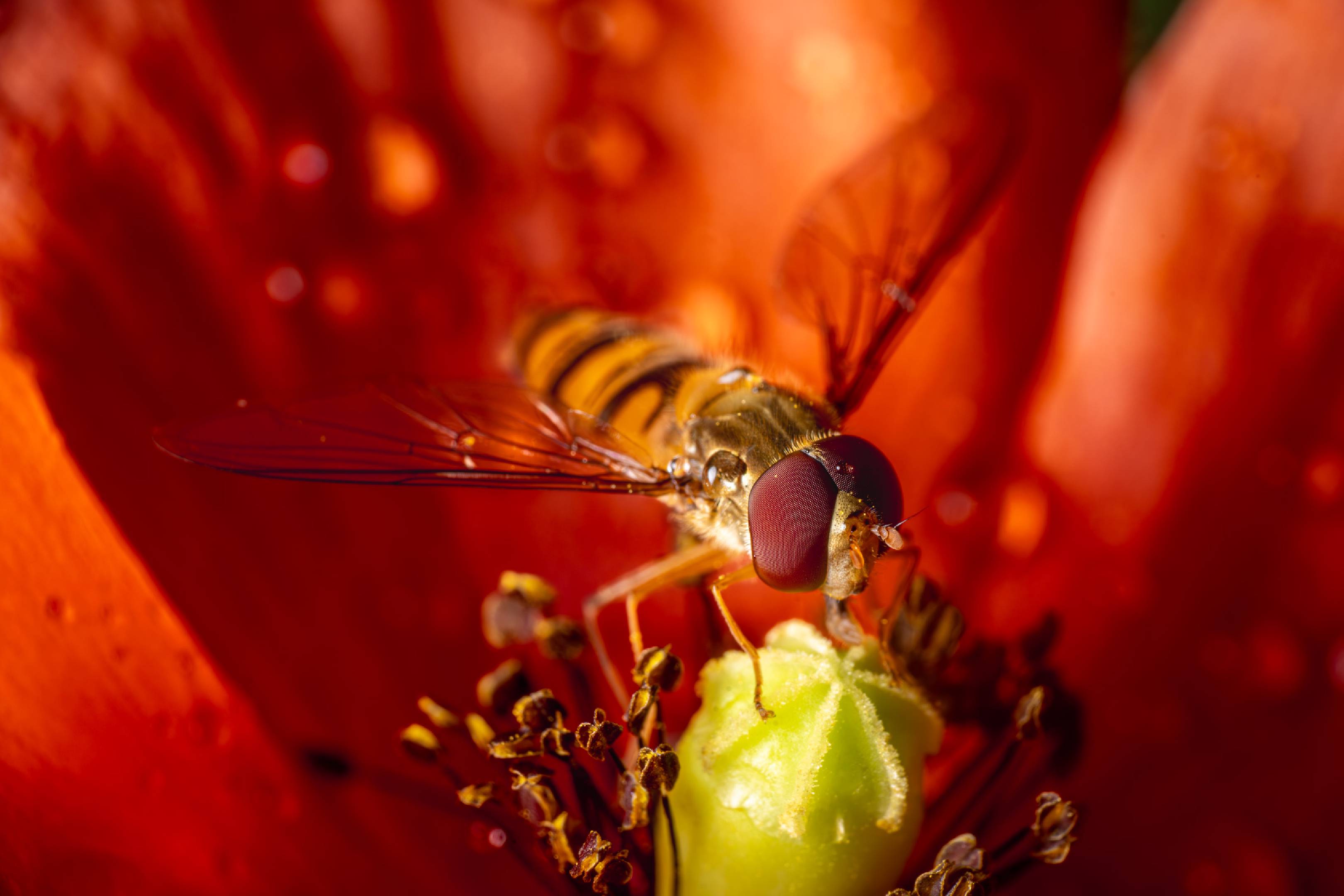 Marmalade Hover Fly