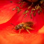 Bronze furrow bee