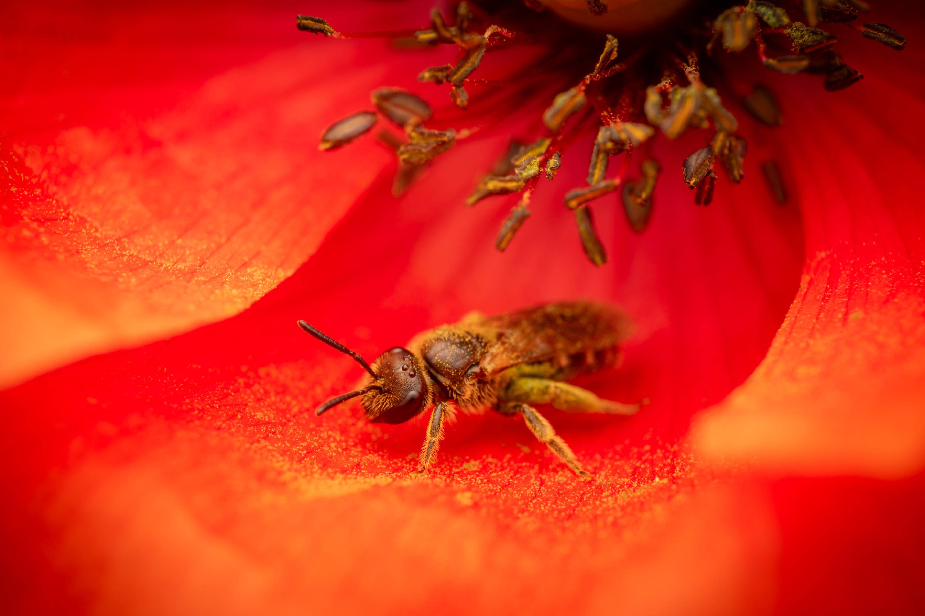 Bronze furrow bee