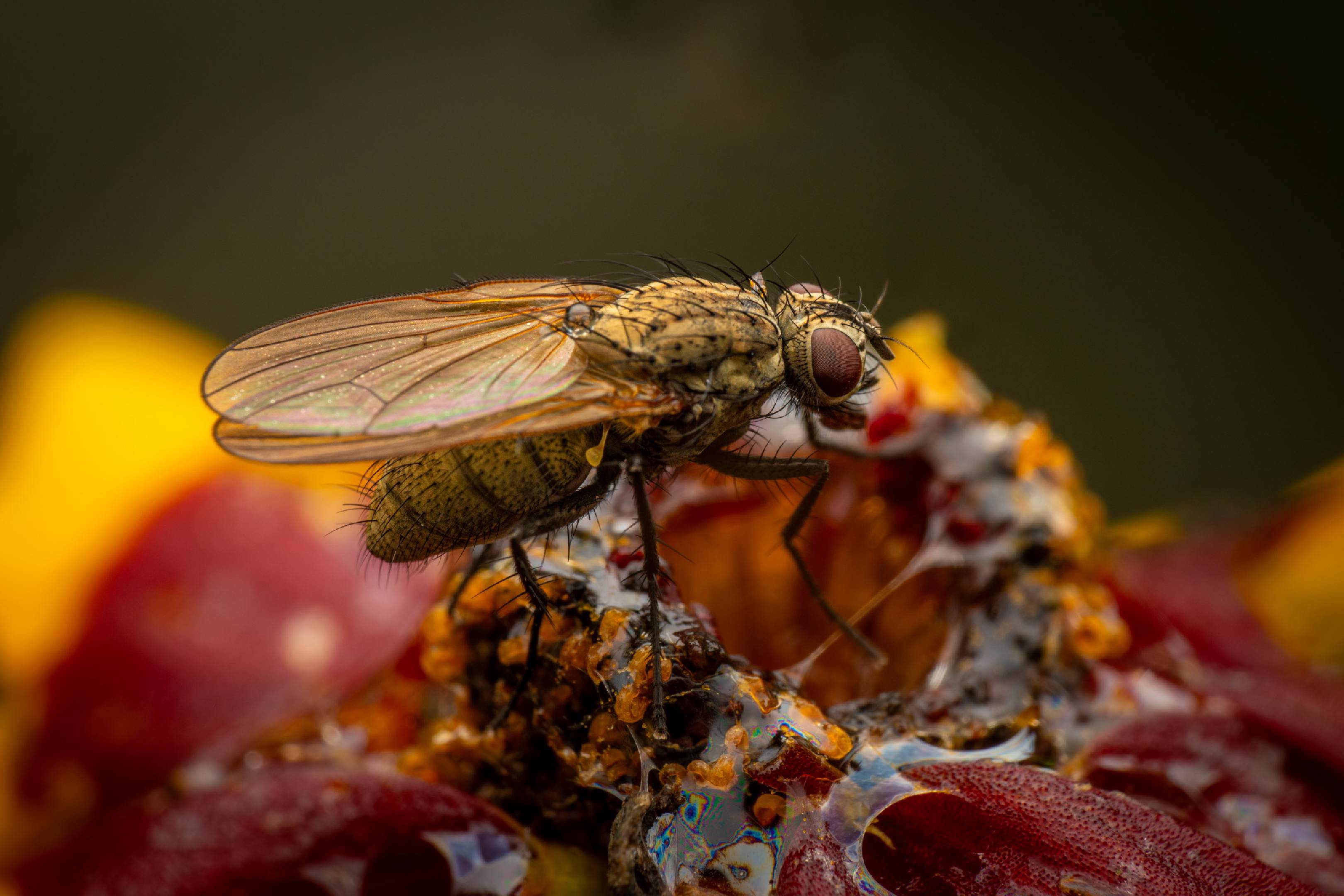 Wheat Bulb Fly | Wheat Bulb Fly