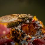 Wheat Bulb Fly