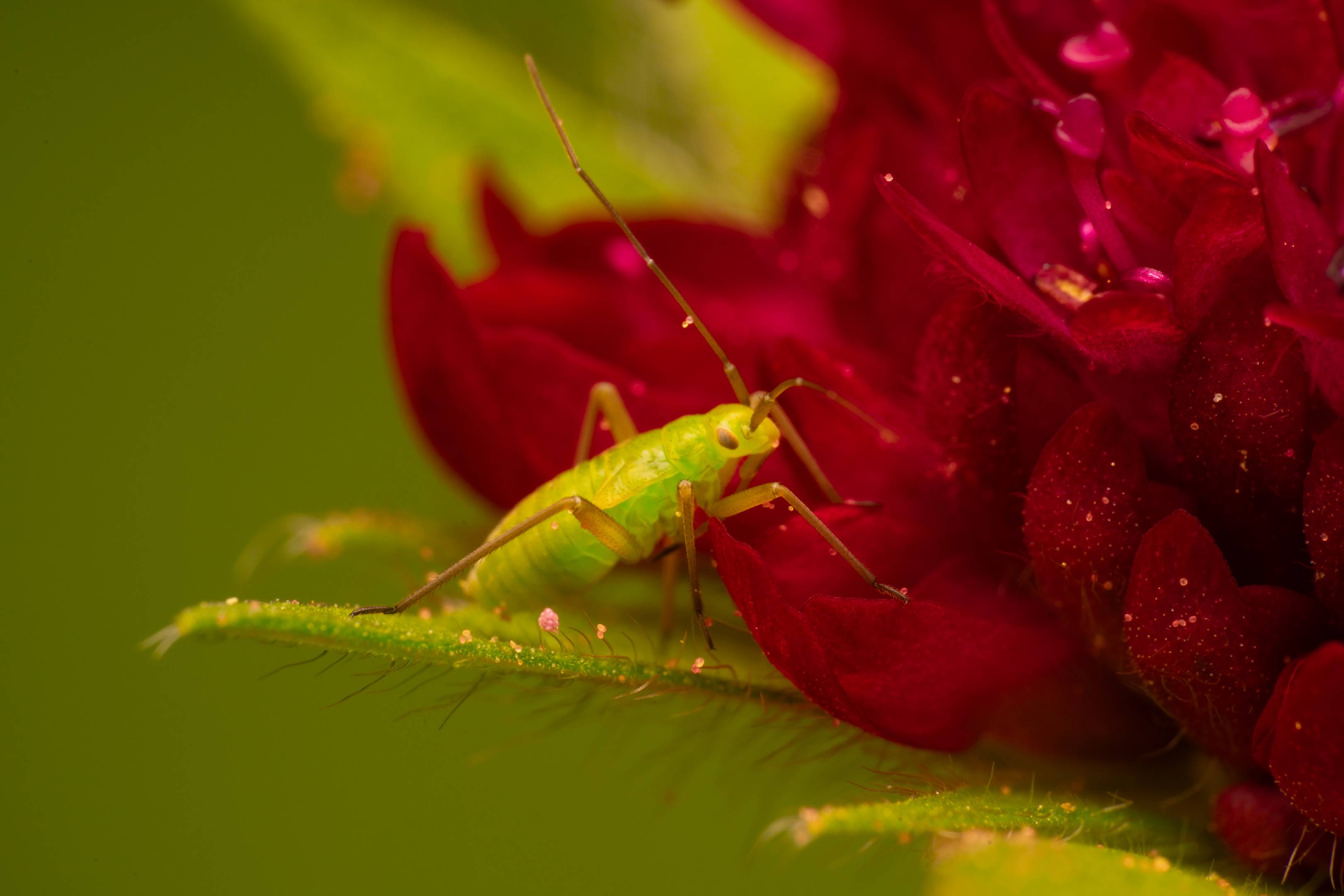 Calocoris affinis