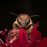 Western Honey Bee