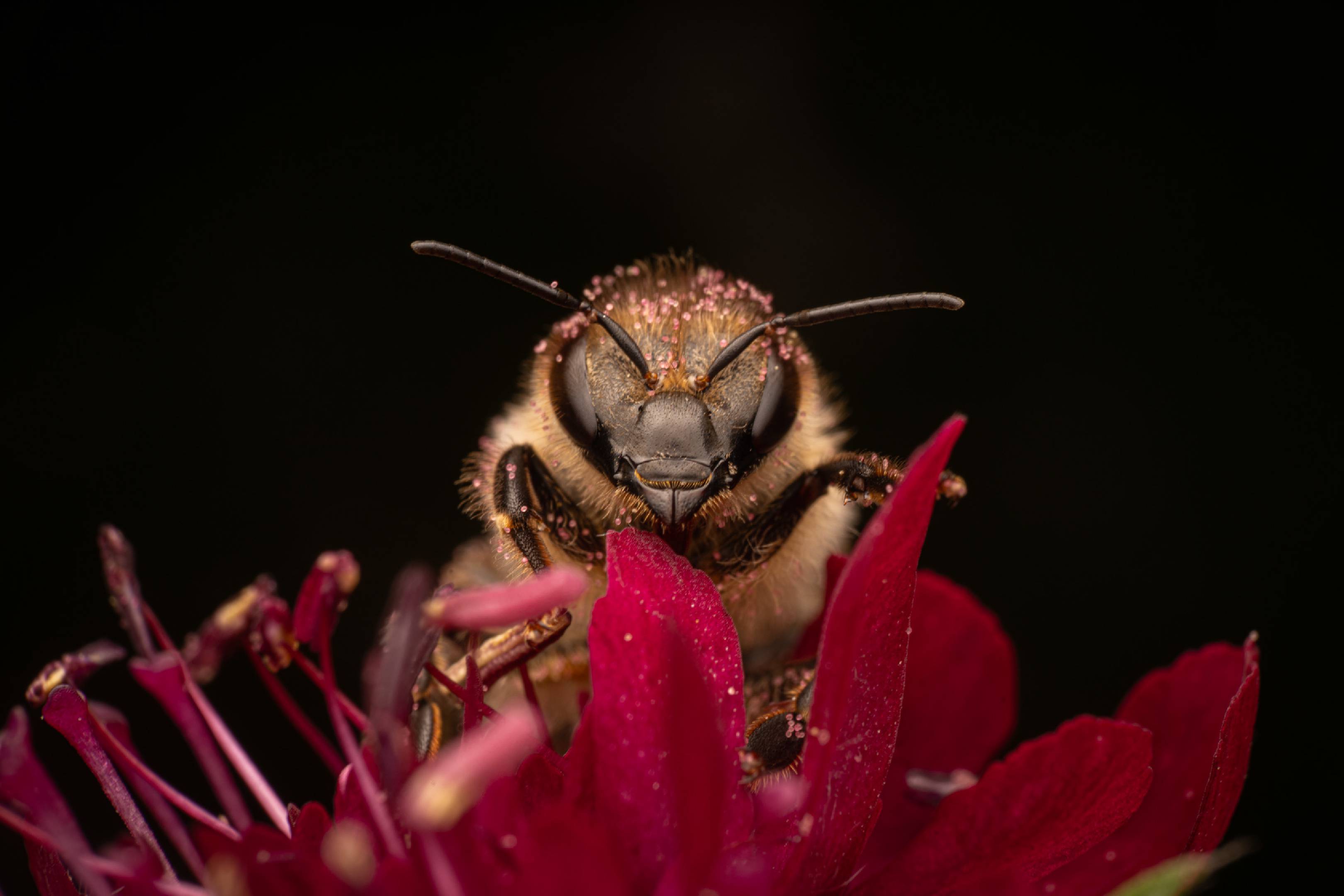 Western Honey Bee