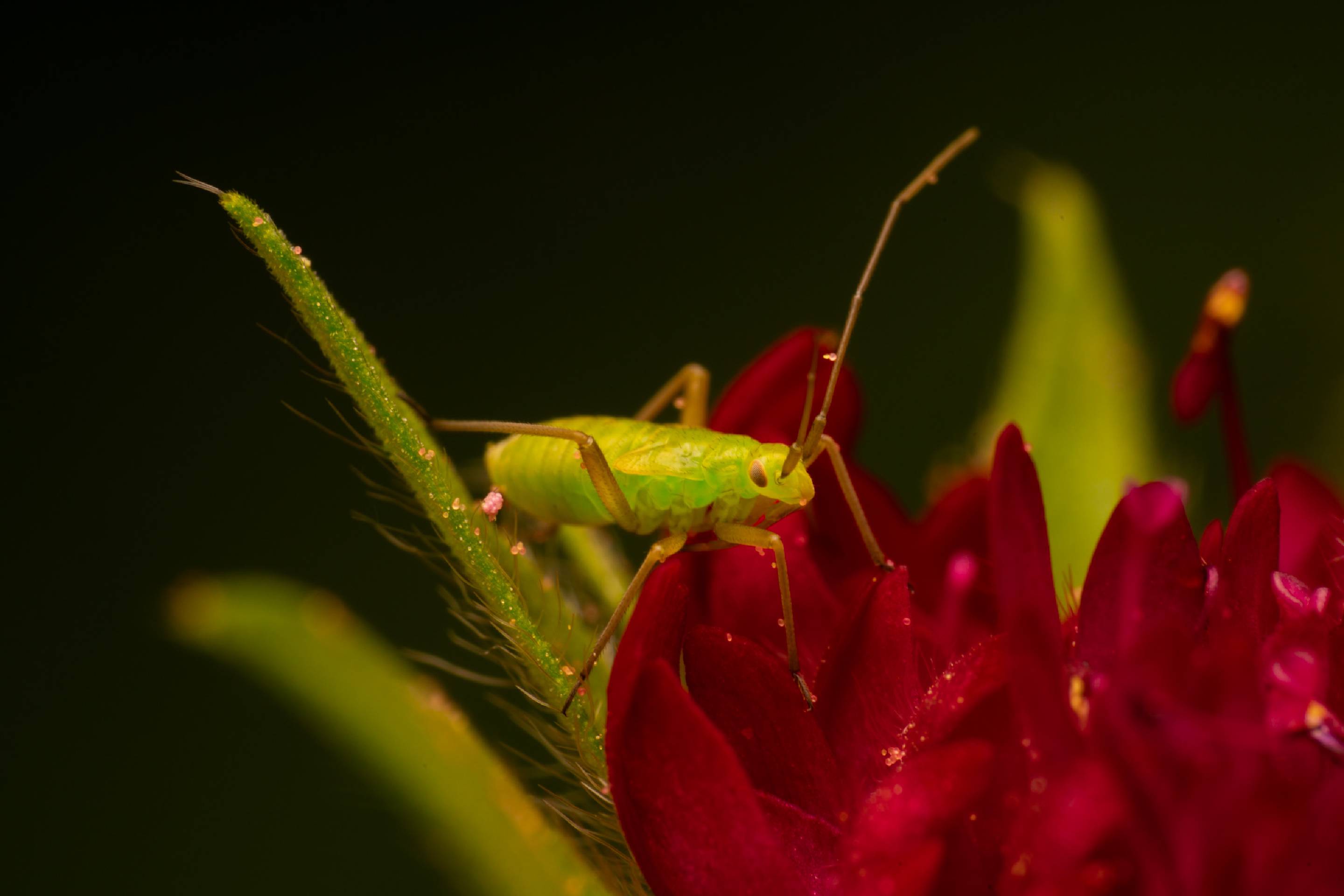 Calocoris affinis