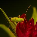 Calocoris affinis