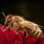 Western Honey Bee