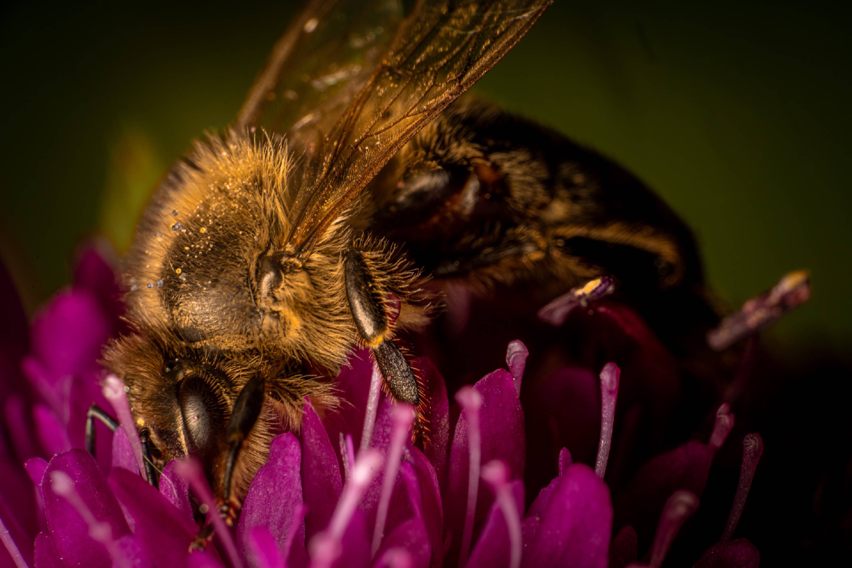 Western Honey Bee