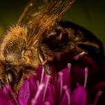 Western Honey Bee