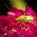 Alfalfa Plant Bug