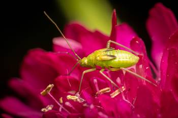 Alfalfa Plant Bug