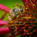 Western Honey Bee