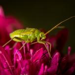 Alfalfa Plant Bug