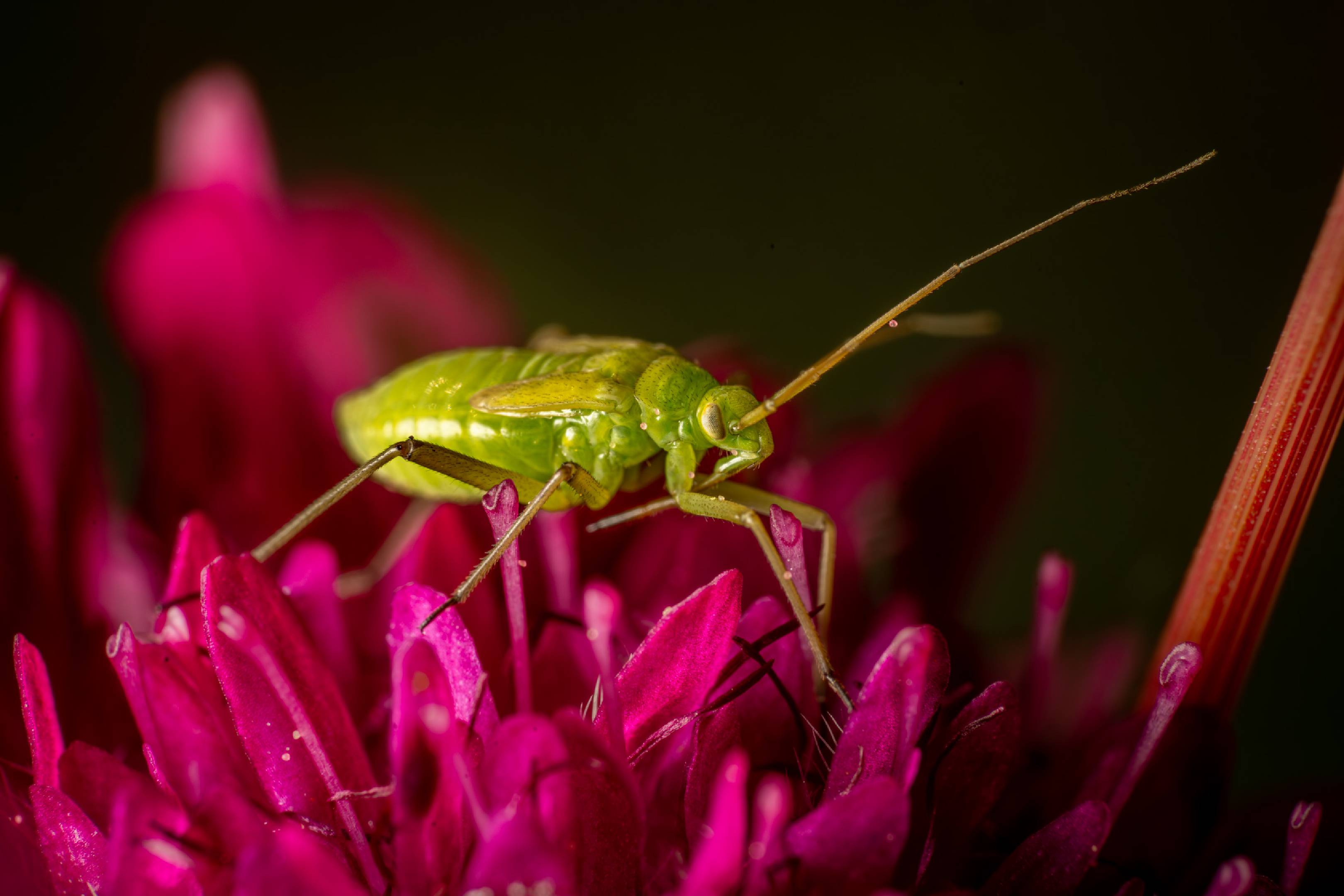 Alfalfa Plant Bug