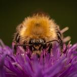 Garden Bumble Bee