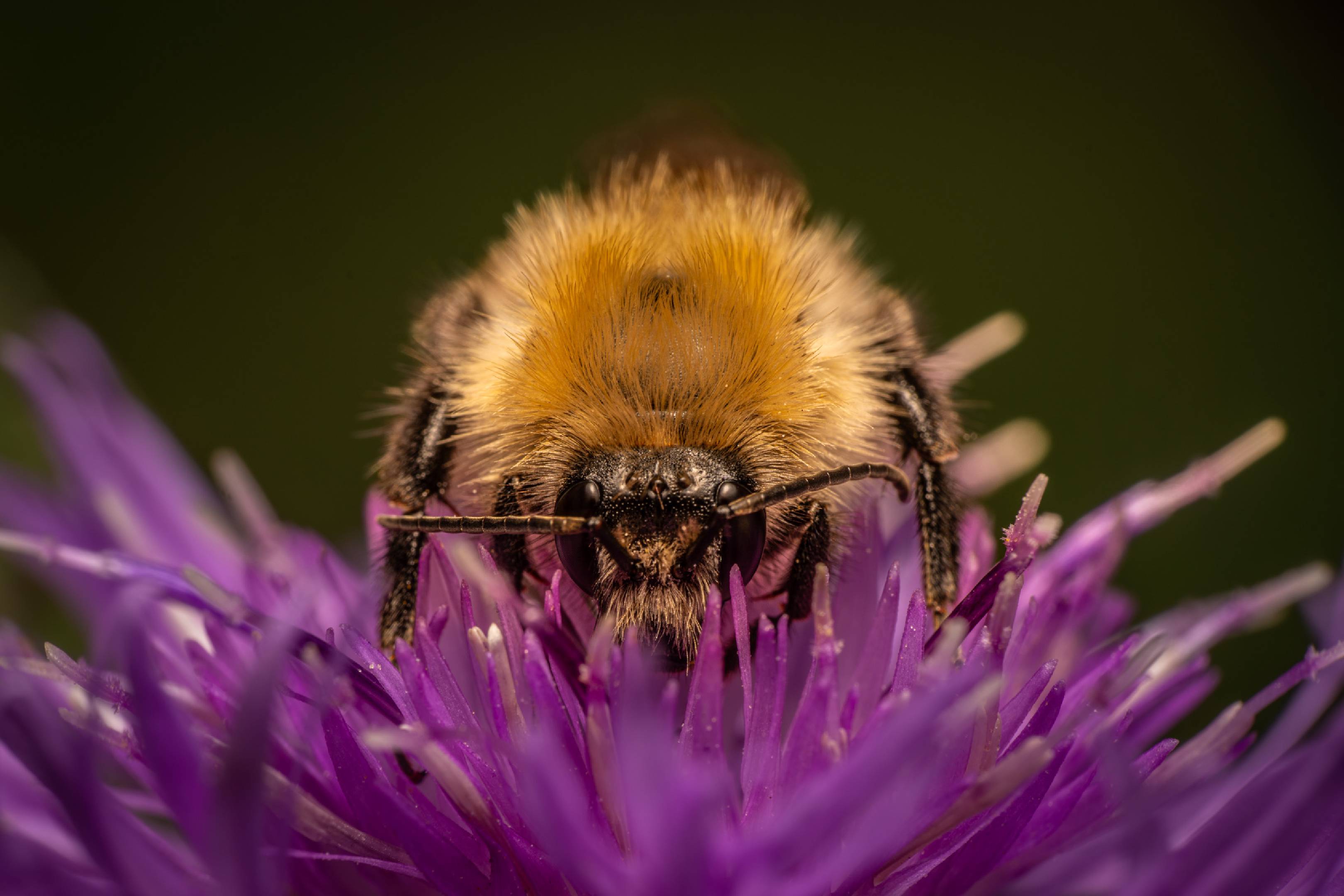 Garden Bumble Bee