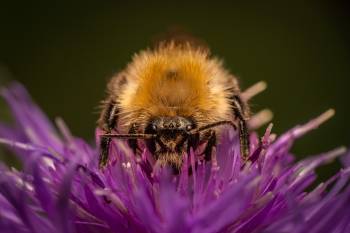 Garden Bumble Bee