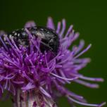 Mediterranean Spotted Chafer