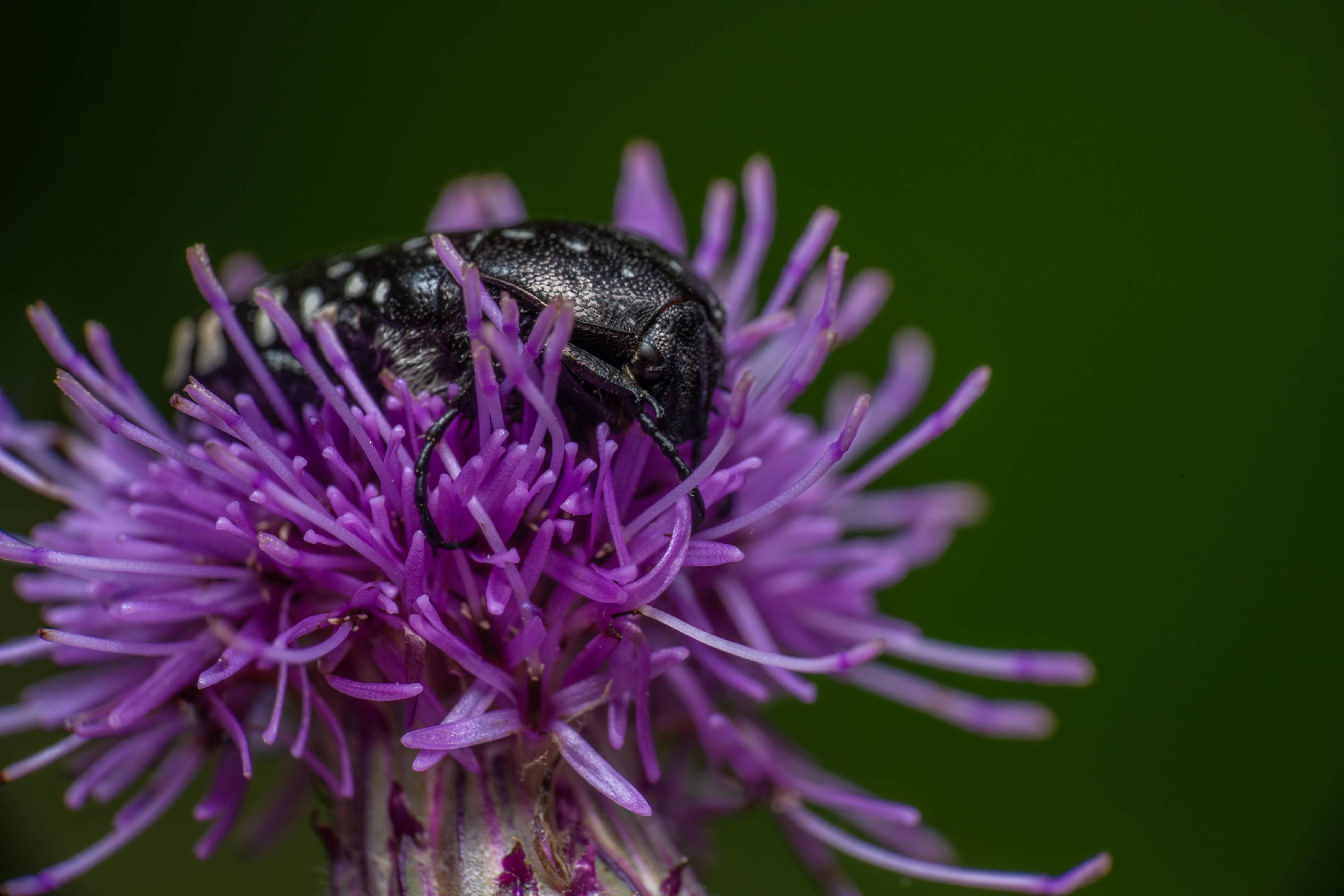 Mediterranean Spotted Chafer