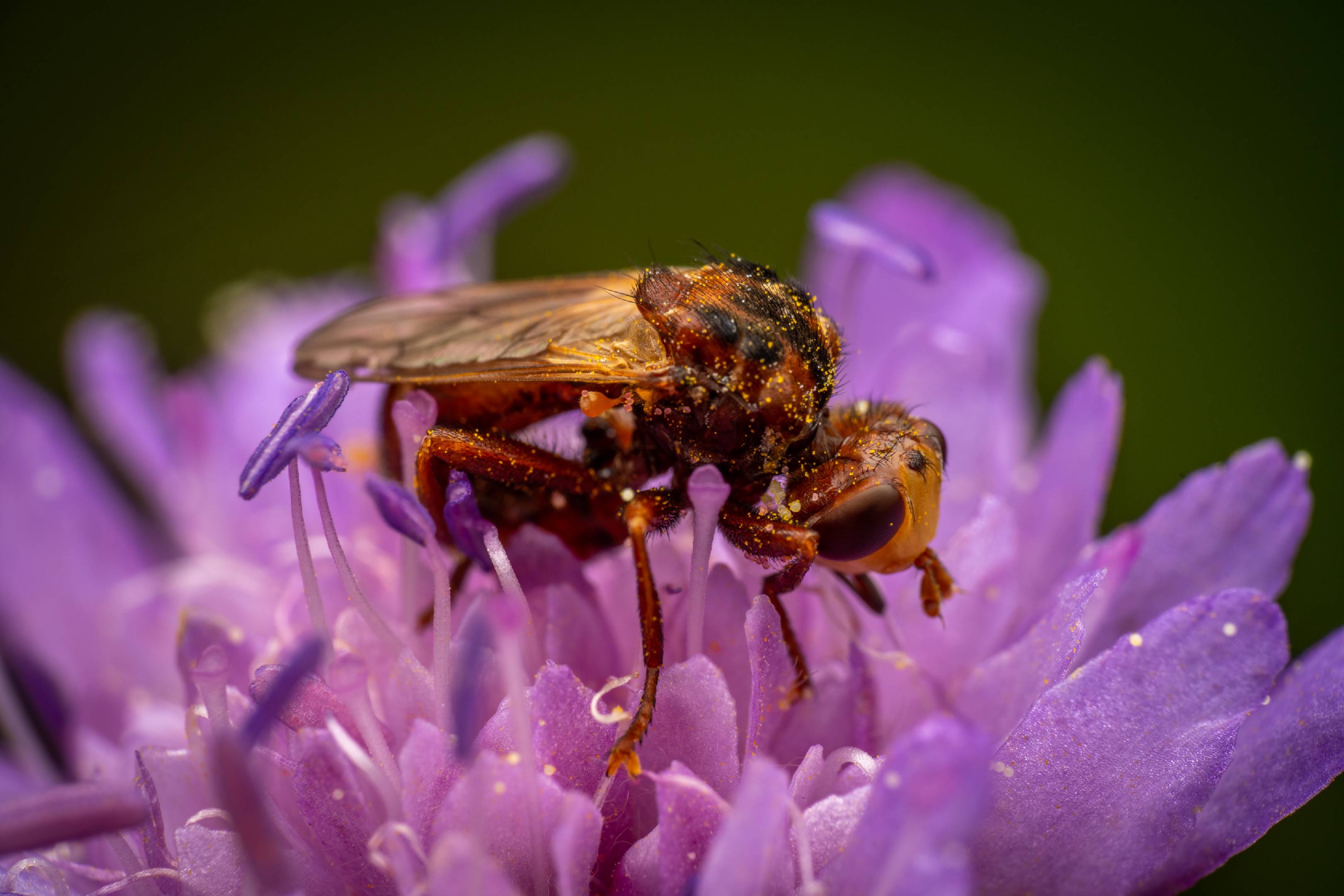 Ferruginous Bee-Grabber