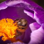 Western Honey Bee