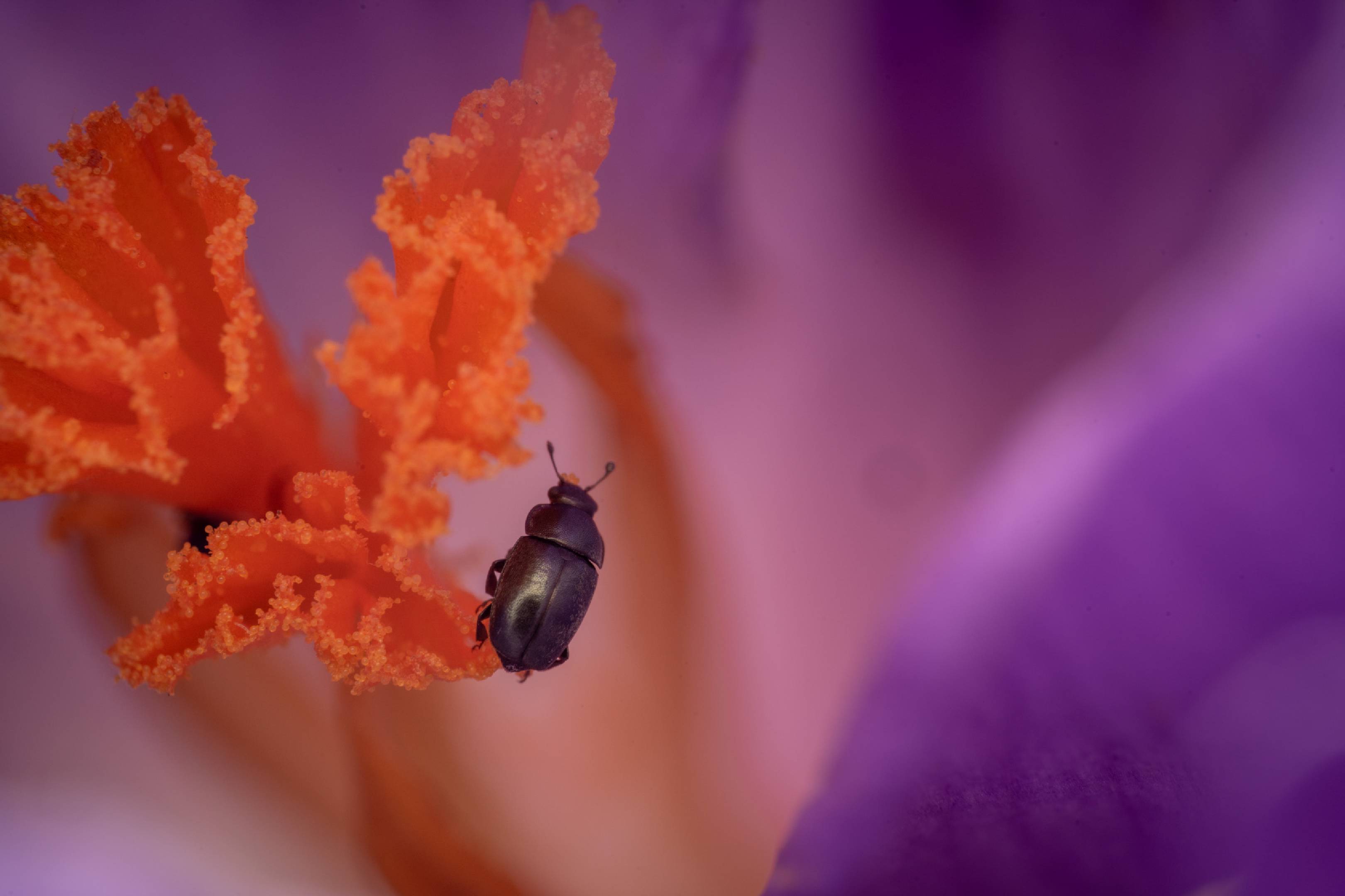 Common Pollen Beetle