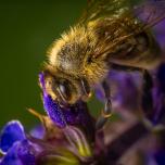 Western Honey Bee