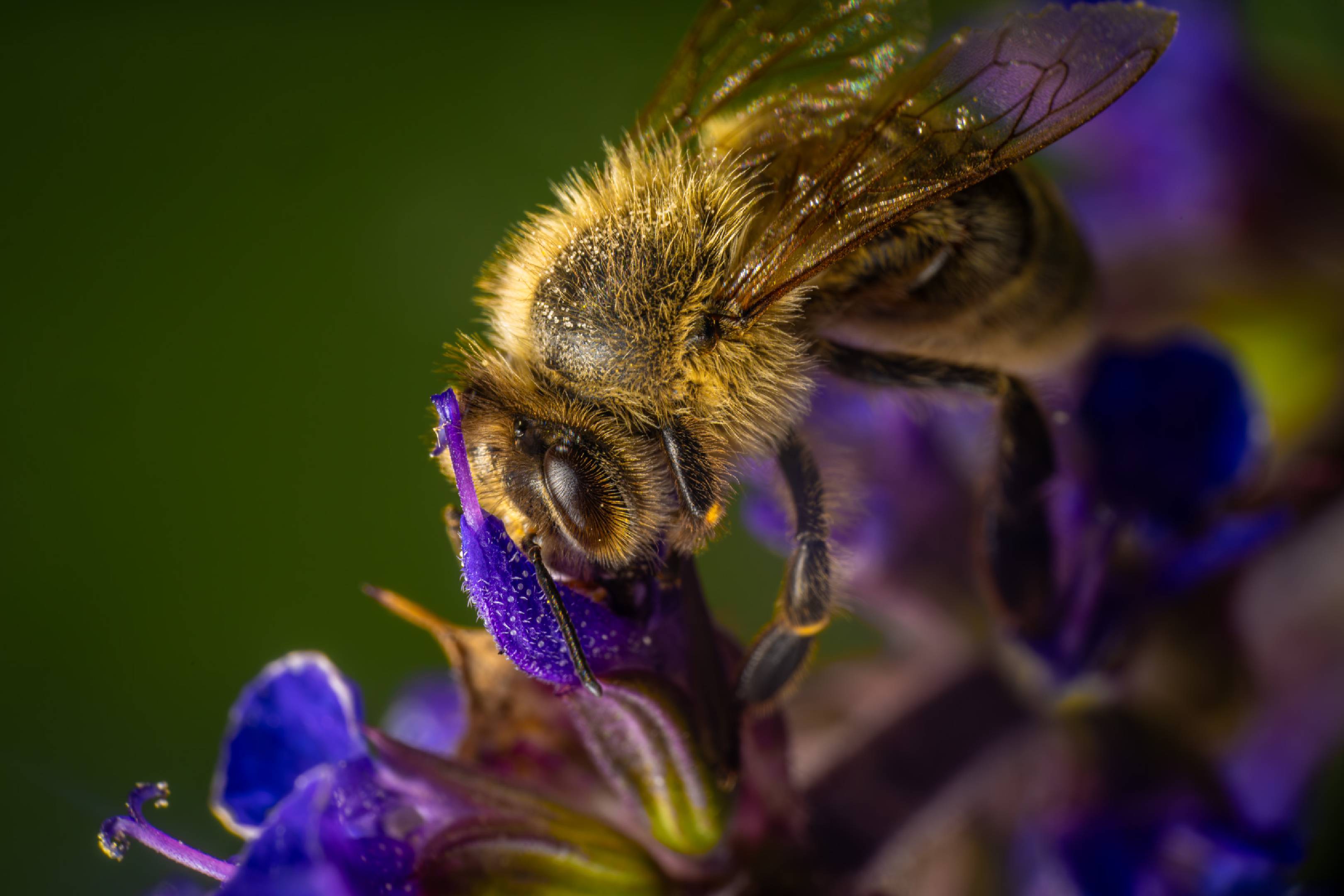 Western Honey Bee