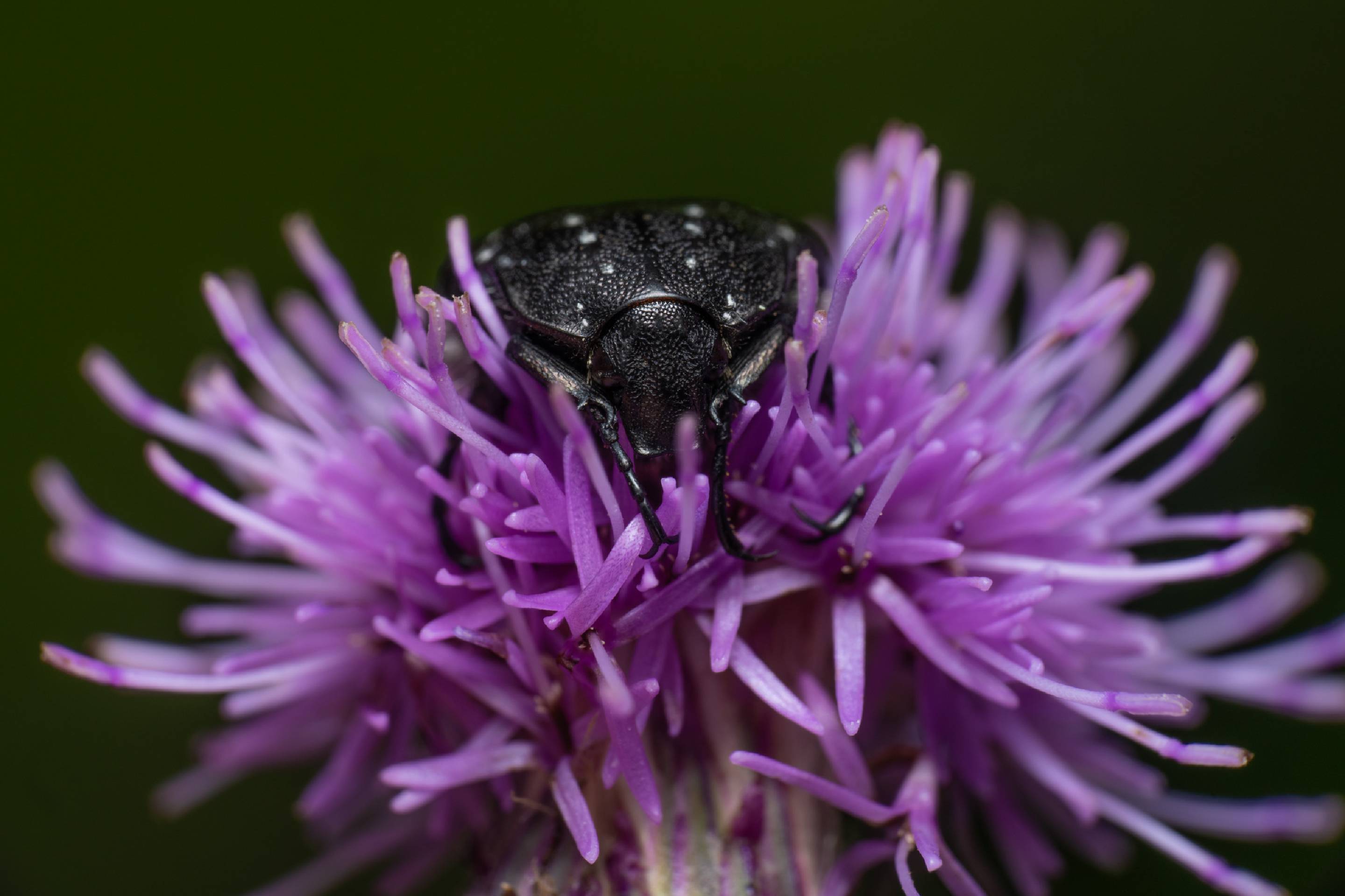 Mediterranean Spotted Chafer