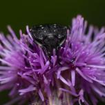 Mediterranean Spotted Chafer