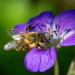 Western Honey Bee