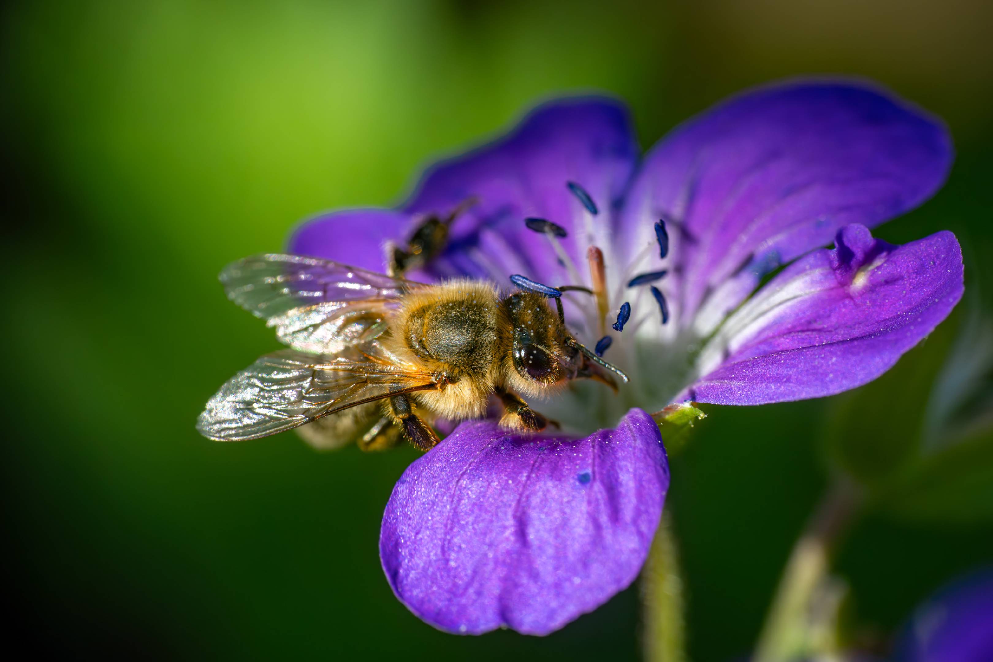 Western Honey Bee