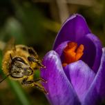 Western Honey Bee