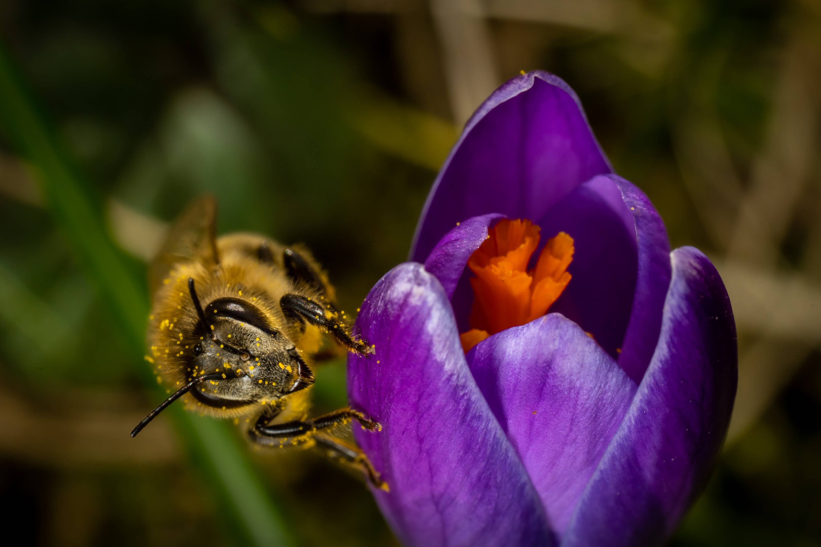 Western Honey Bee