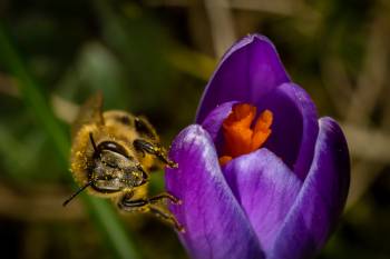 Western Honey Bee