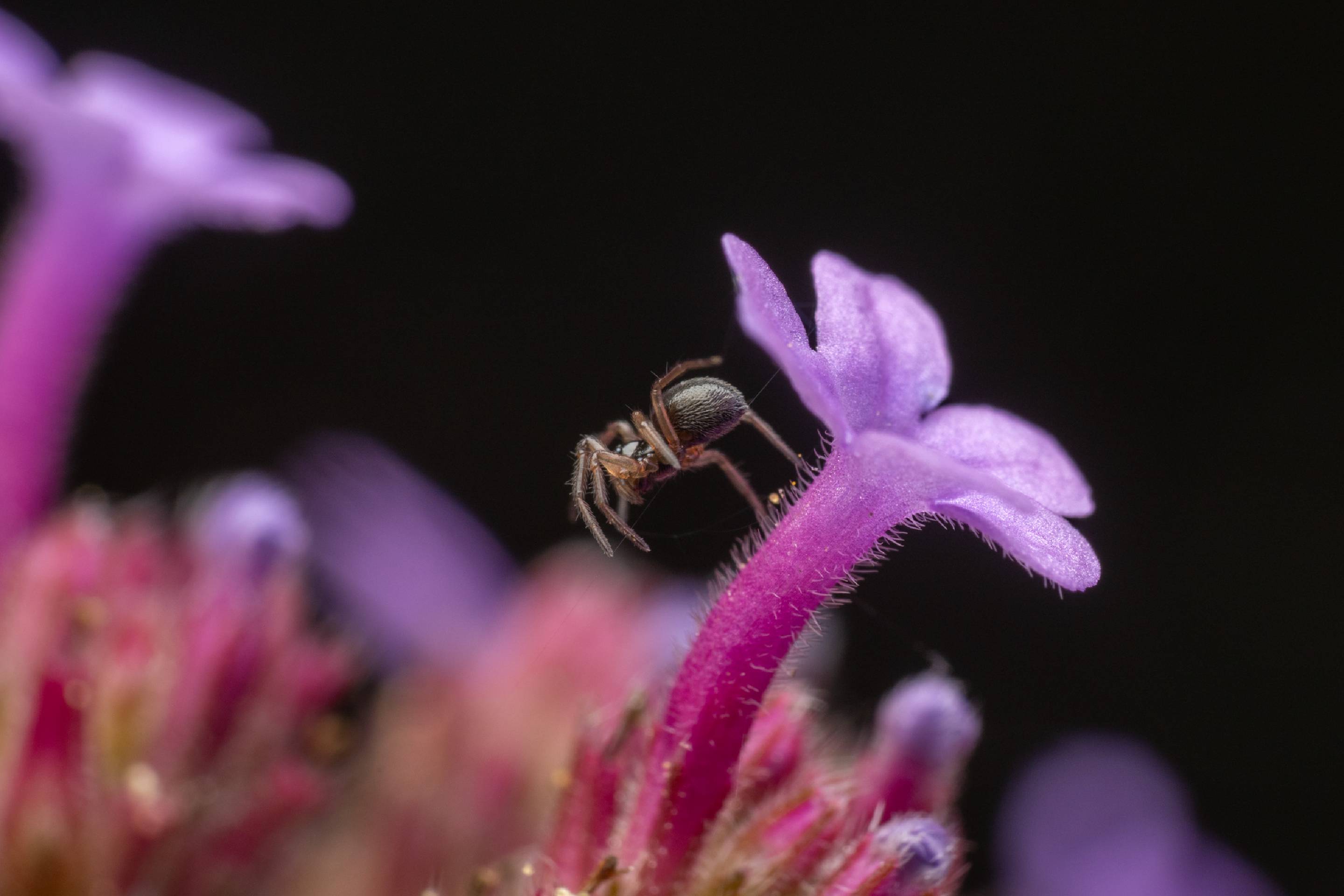 Garden Hammock Spider