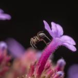 Garden Hammock Spider