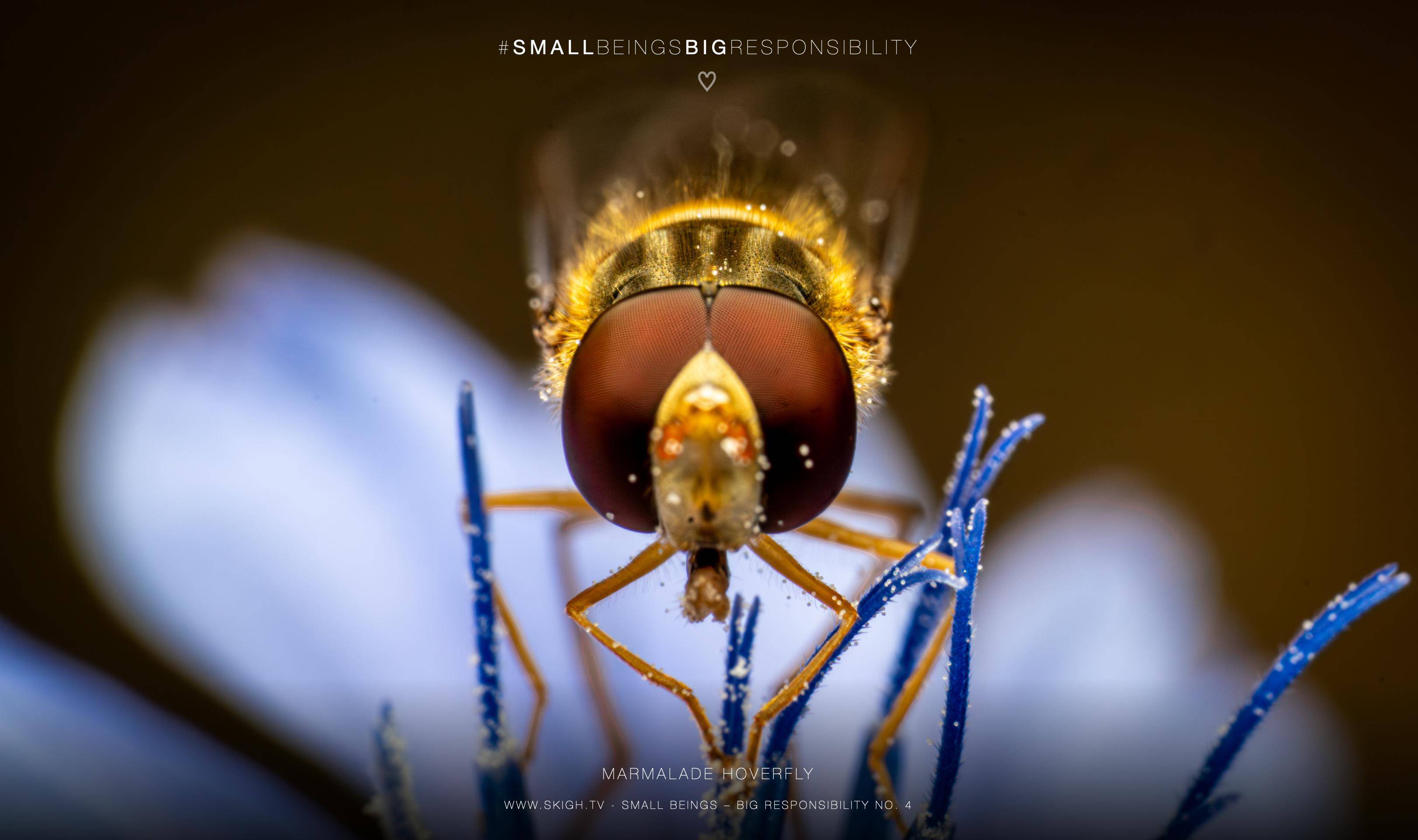Marmalade hoverfly | 1/200s * f16 * ISO 400 * 90mm - FE 90mm F2.8 Macro G OSS - Sony α7R V Marmalade hoverfly