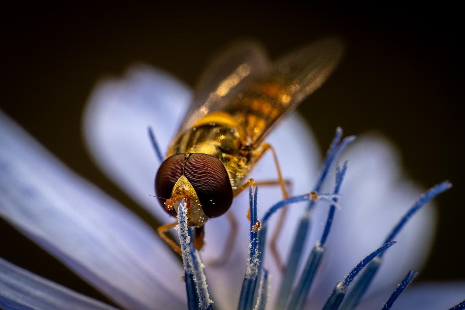 Marmalade hoverfly