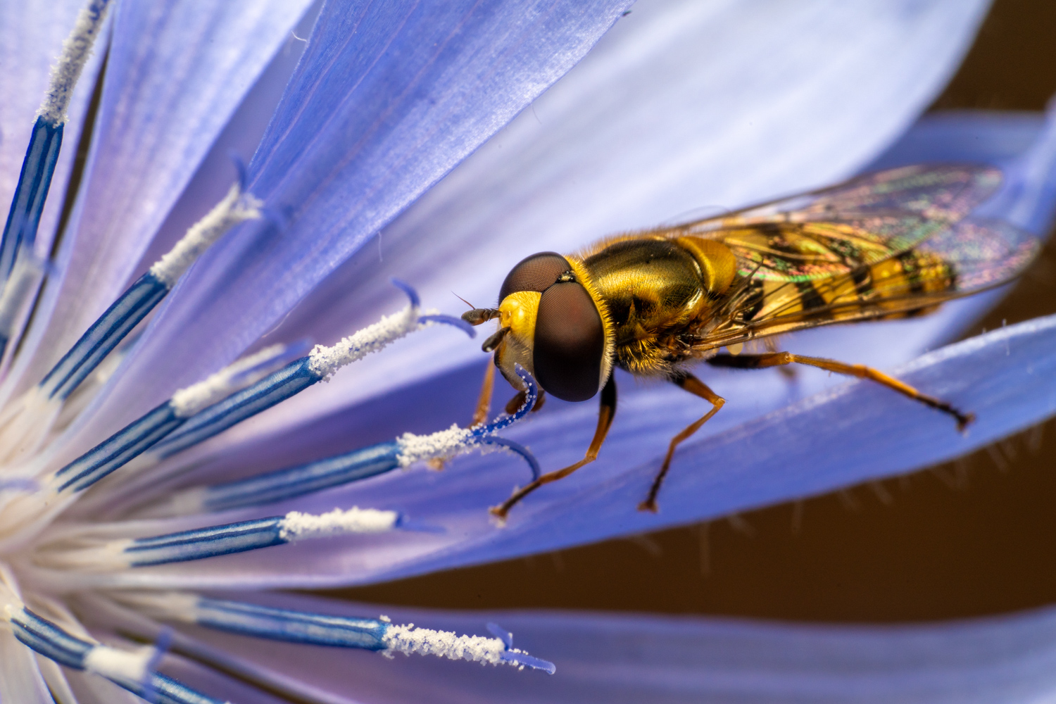 Marmalade hoverfly