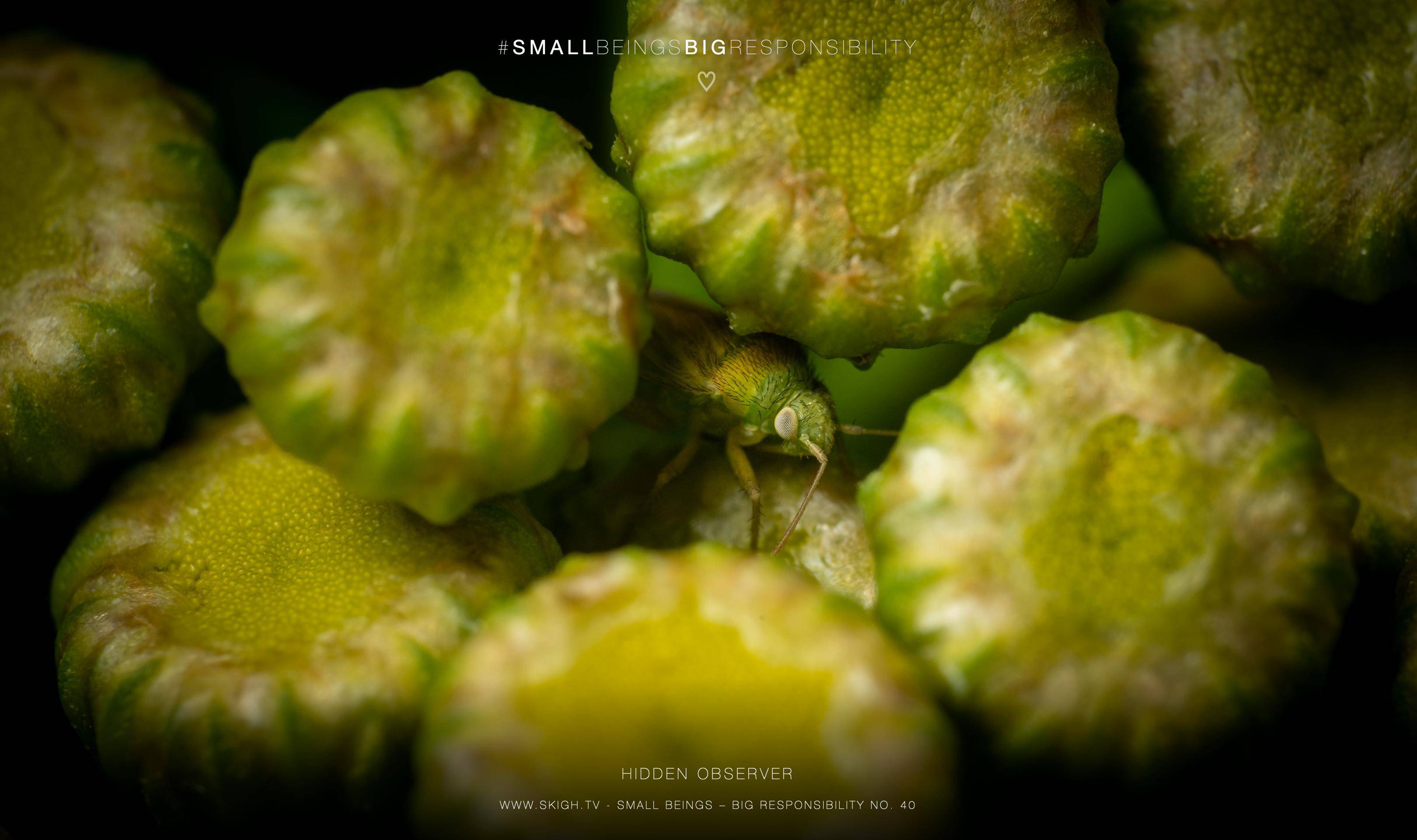 Hidden observer | 1/160s * f13 * ISO 400 * 90mm - FE 90mm F2.8 Macro G OSS - Sony α7R III Hidden observer