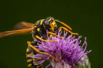 European Paper Wasp