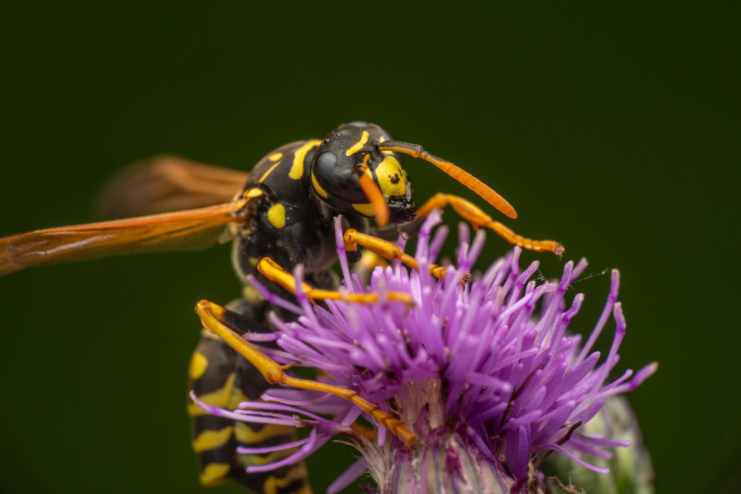 European Paper Wasp