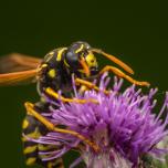 European Paper Wasp