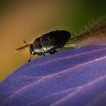 Common Pollen Beetle