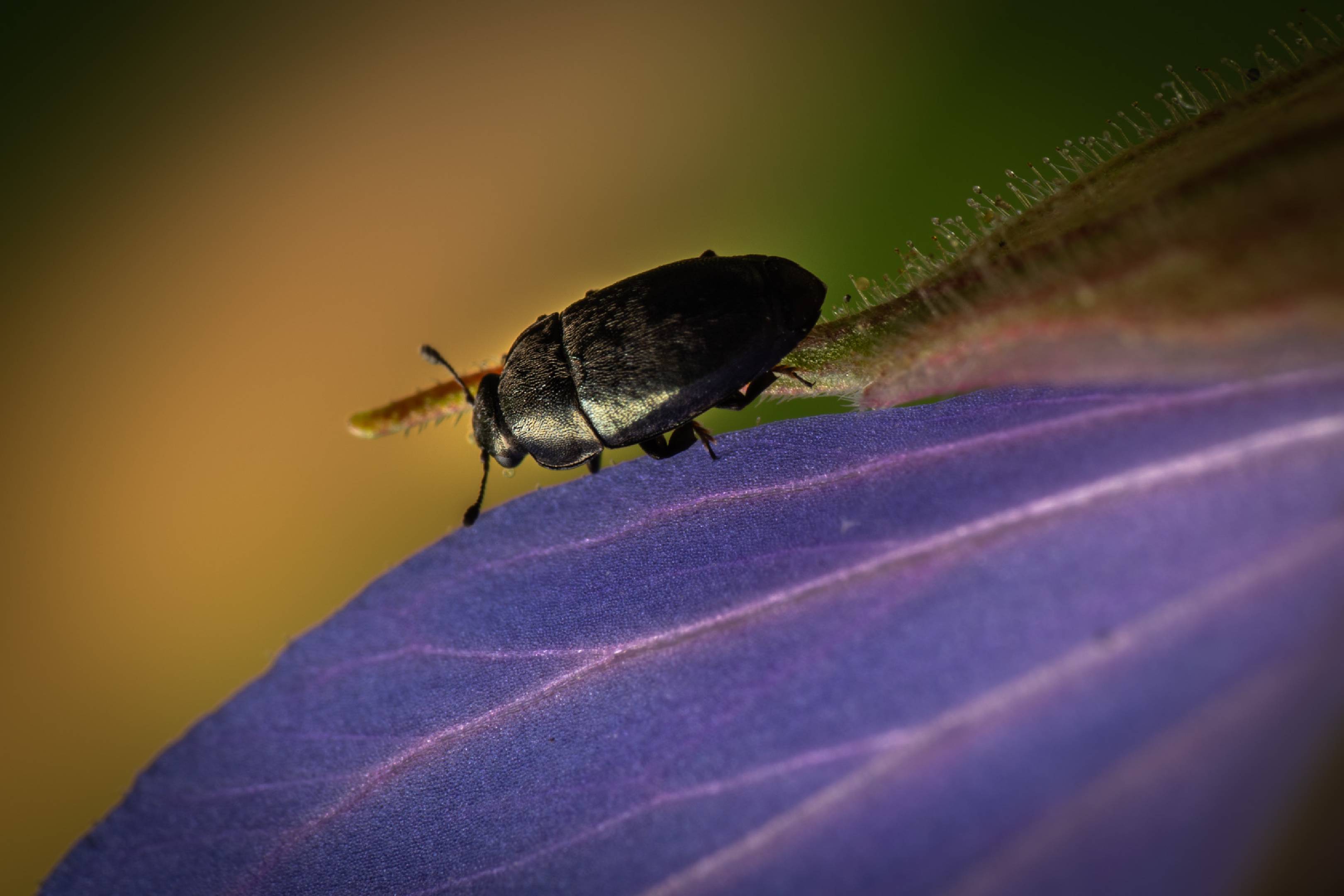 Common Pollen Beetle