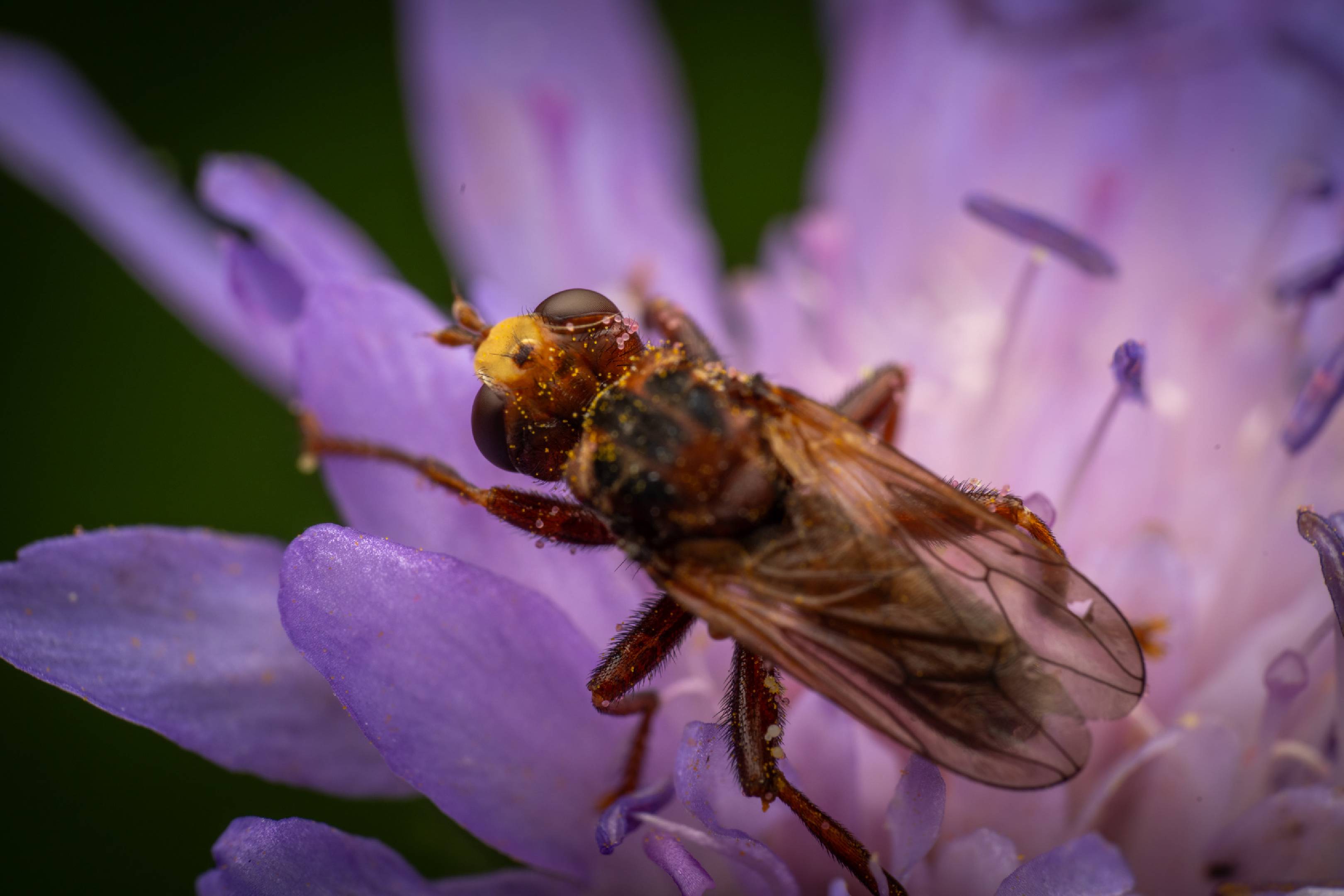 Ferruginous Bee-Grabber