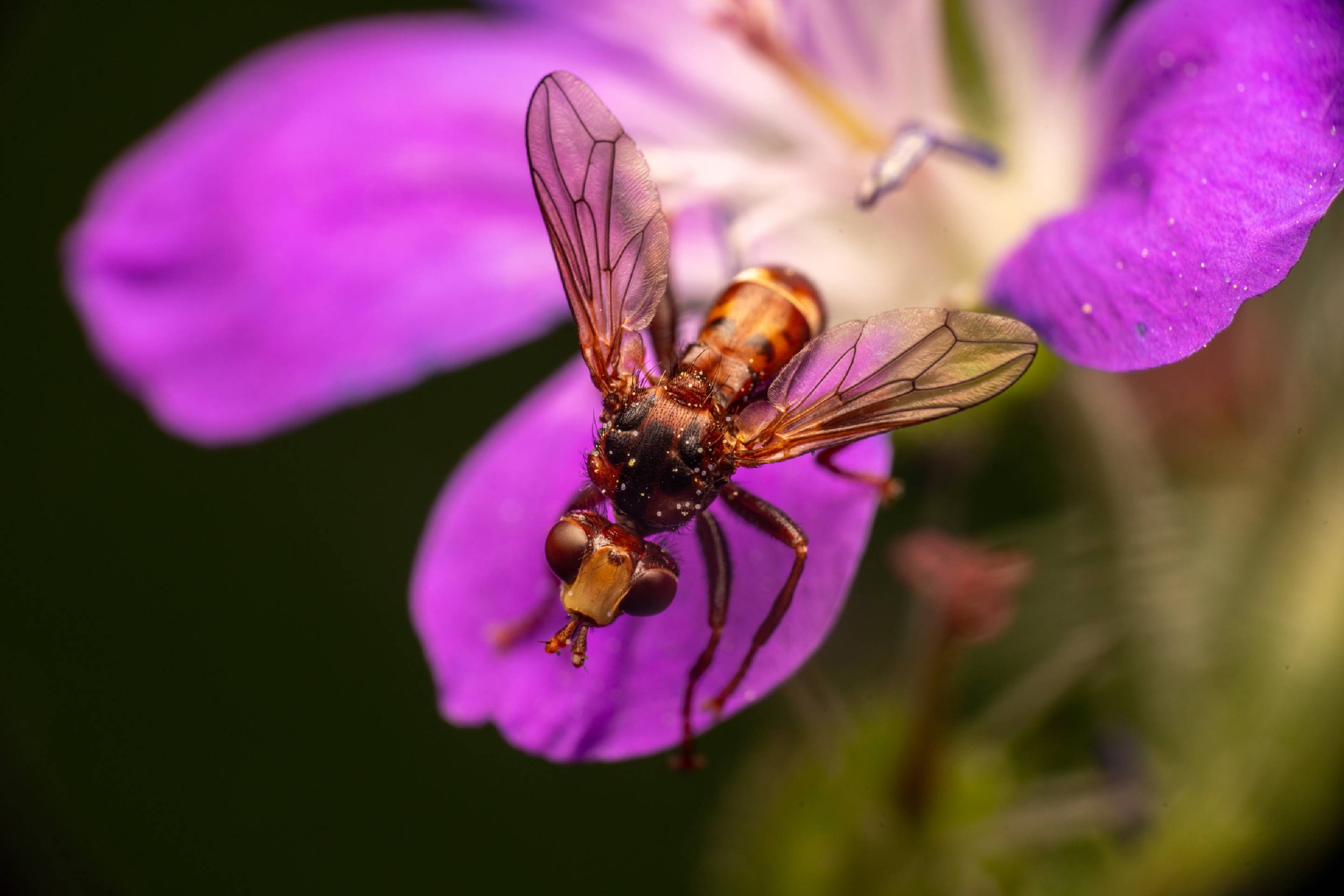 Ferruginous Bee-Grabber